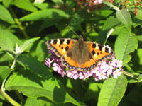 abundant wildlife at the old oaks